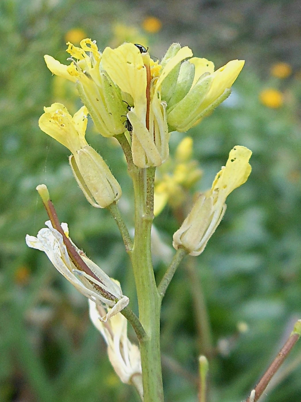 Sisymbrium orientale L. / Erba cornacchia orientale